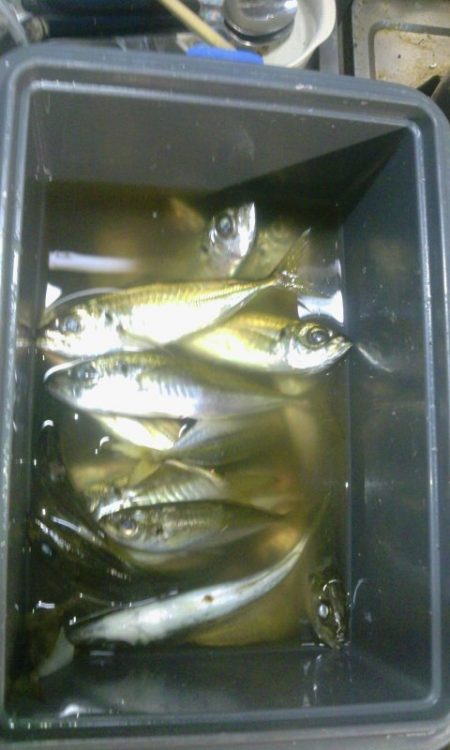 気持ちいい釣り